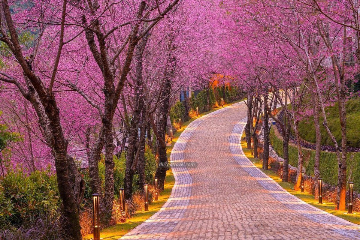 Các dòng xe du lịch Hải Phòng đi Mù Cang Chải tại Đức Hà Travel